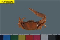 藏品(北方丑招潮蟹)的圖片